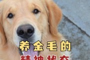 养金毛，这五种“钱”，真的不能省（打造完美金毛生活的必备花费和投资）