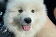 如何正确清洗萌宠萨摩耶幼犬（专业指导，呵护你的萌宠）