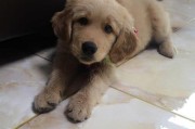 金毛狗毛的小白色东西到底是什么？（探究金毛狗毛中的神秘物质——毛屑）