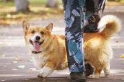 养柯基犬需要注意的四件事（从宠物的喂养、运动、健康和训练四个方面说起）