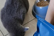 宠物为什么喜欢吃便宜的粮？（探究猫狗选择便宜粮的原因）