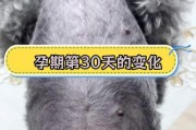 狗狗怀孕的注意事项（三个阶段分别需注意什么？）