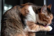 如何预防猫咪毛球问题