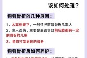 狗狗骨折的易发原因与预防方法（探究不同狗狗品种骨折易发特征与保护关键）