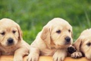 金毛和拉布拉多，哪个更适合做宠物？（探究宠物犬金毛和拉布拉多的优缺点）