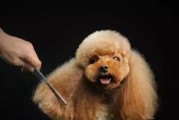 给你家狗狗美容刷的正确使用方法（让宠物更健康漂亮——狗狗美容刷的使用技巧）