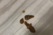 狗的例假血是什么样子？（探索狗的生理周期和血液特征）