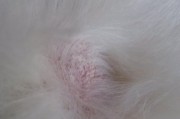 狗狗真菌感染的治疗方法（如何治疗狗狗皮肤上的真菌感染？）
