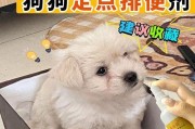 为您的宠物营造一个干净卫生的家园（为您的宠物营造一个干净卫生的家园）