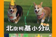 养狗在北京需要办理哪些手续？（从购狗到登记，了解养狗所需的步骤）