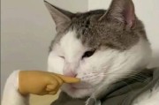 揭秘猫身上的包，其真正含义是什么？（探寻猫咪身上包的成因和解决方法）