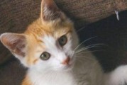 小猫什么时候可以吃鸡肉？（了解小猫饮食需求，科学喂养宠物）