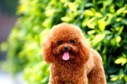 泰迪狗价格揭秘（了解泰迪狗价格的关键因素，为你选择宠物伙伴提供参考）