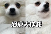 揭秘博美犬眼泪痕的6个常见问题（了解如何处理博美犬的眼泪痕问题）
