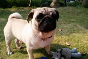 以巴哥犬吐了，这是怎么回事？（宠物主人需知的吐泻原因及治疗方法）