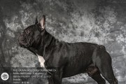 法国斗牛犬太瘦了应该怎么办？（掌握正确喂养方法，让你的宠物狗健康成长）