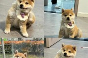 柴犬繁殖之追溯其起源与繁衍（探究柴犬繁殖的历史和繁衍过程）