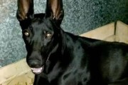 如何训练黑狼犬成为顺从的宠物？（以正确的方法训练黑狼犬，让你的宠物变得亲近和听话）