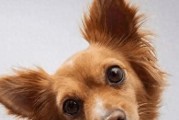 狗狗歪头是什么意思？揭开狗狗“歪头杀”的背后秘密
