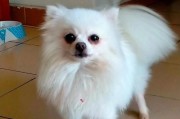 博美犬价格揭秘——以毛色决定的关键因素（从纯白到混合色，博美犬价格的多样性令人惊讶）