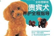 新购贵宾犬的养护指南（了解贵宾犬的特性，让TA健康成长）
