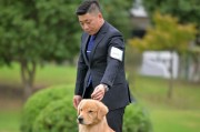 了解单血统金毛——你的忠诚伙伴（探索单血统金毛的特点和养护技巧）