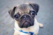 犬冠状病毒病的预防与治疗（以宠物为主的预防方法和临床治疗方案）
