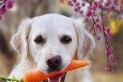 如何通过饮食给狗狗提供全面营养（了解狗狗所需的关键营养元素，为它们提供健康成长）