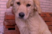 如何正确清理金毛犬的耳朵？（宠物护理必备技能，一步步教你如何给金毛犬清理耳朵！）
