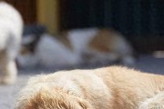你家宠物有憋住尿液的习惯不？如何训练狗狗在家排泄？