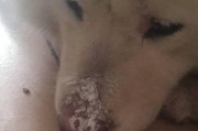 狗狗鼻子的温度与健康状态关系解析（了解狗狗鼻子温度的重要性及不同温度的含义）