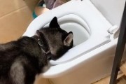 让你的宠物狗狗用马桶？不是梦想！（教你训练狗狗使用马桶的实用技巧）