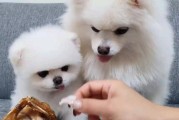 博美犬挑食严重怎么办？（解决博美犬挑食问题的有效方法）