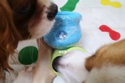 观注狗狗外伤的处置秘方（宠物主人必知的15个步骤）