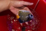 鱼体外检疫（鱼体外检疫，保护水生动物免受疾病侵袭的有效方法）