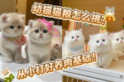 如何挑选适合幼猫的猫粮？适合幼猫的猫粮推荐