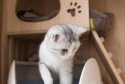 如何教猫咪使用猫砂？新手也能让猫咪秒懂猫砂盆的训练方案