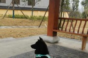 幼犬出门的最佳时机（为什么要等待适当的时机？）