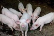 如何让你的卷毛巡回猎犬增肥？（宠物健康饮食的必要性与增肥方法）