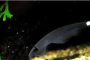 以黑魔鬼和混养鱼为主题的水族箱之美（发现黑魔鬼与其它鱼类共同生活的乐趣）