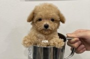 茶杯犬养护指南（小巧玲珑的宠物伴侣，适合家庭养殖）