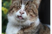 猫猫最喜欢的食物是什么？（揭秘猫猫口水流淌的美味）
