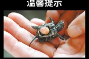 以巴西龟下蛋多久？（探索巴西龟繁殖周期及影响因素）