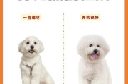 狗狗养育开销大揭秘！（探究养狗的8种最昂贵开销，你的狗狗在其中吗？）