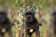 如何让卡斯罗幼犬快速成长？（以宠物为主，掌握正确的饮食习惯）