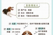 银狐犬的价格、喂养和训练方法详解（了解银狐犬成犬的价格，掌握喂养训练的技巧）