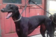 如何做好成犬期灵缇犬的日常检查（宠物养护之道、犬类健康管理、检查指南）