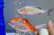 如何治疗鹦鹉鱼鱼鳍上的白点？（了解白点病的症状和原因，寻找有效的治疗方法）