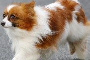 蝴蝶犬美容指南（如何为你的宠物蝴蝶犬提供优质的美容服务）