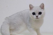 英短猫褪毛的时间及方法解析（探究英短猫褪毛周期和有效去毛方法）